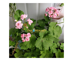 Розебудные цветущие герани Antique Rose - 15 и 22 рублей