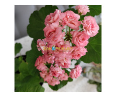 Розебудные цветущие герани Antique Rose - 15 и 22 рублей