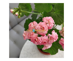 Розебудные цветущие герани Antique Rose - 15 и 22 рублей