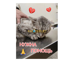 Приюту СРОЧНО нужна помощь!