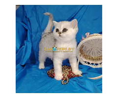 Шотландский котенок.