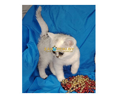 Шотландский котенок.