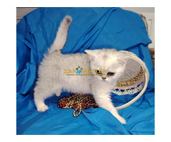 Шотландский котенок.