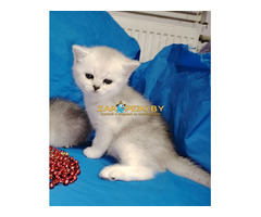 Котенок шиншилленок,кот шотландский.