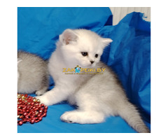 Котенок шиншилленок,кот шотландский.