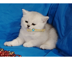 Котенок шиншилленок,кот шотландский.