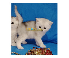 Котенок шиншилленок,кот шотландский.