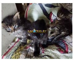 Кормящей кошке и котятам нужна передержка, дом и помощь!