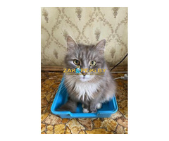 Нужна помощь! Коты ищут дом или передержку! Сос