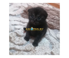 Котята вислоухие шотландские