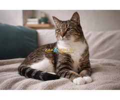 Замечательная кошечка Лучик в дар