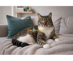 Замечательная кошечка Лучик в дар - 7