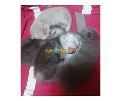 Котята вислоухие шотландские