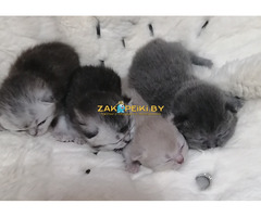 Котята вислоухие шотландские