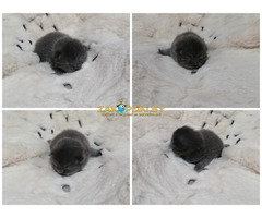 Котята вислоухие шотландские