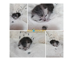 Котята вислоухие шотландские - 7