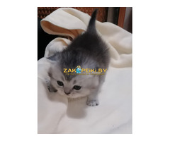Котята шотландские