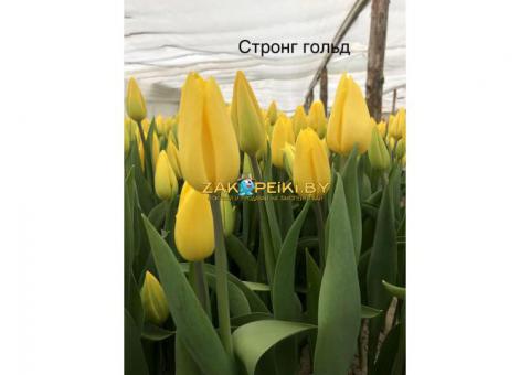 Белорусские тюльпаны оптом